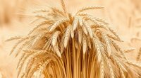 Пшеница