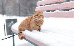 Прогноз погоди в Україні