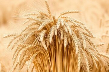 Пшеница