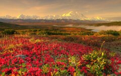 тундра_Арктика