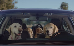 Перевозка животных в авто