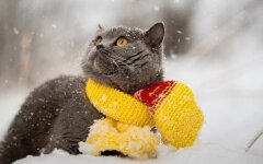 Прогноз погоды в Украине