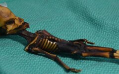 prishelets-iz-atakamyi