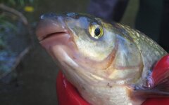 Подуст обыкновенный