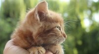 Прогноз погоды летом