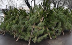 Ціни на ялинки в Україні / Фото golos.ua