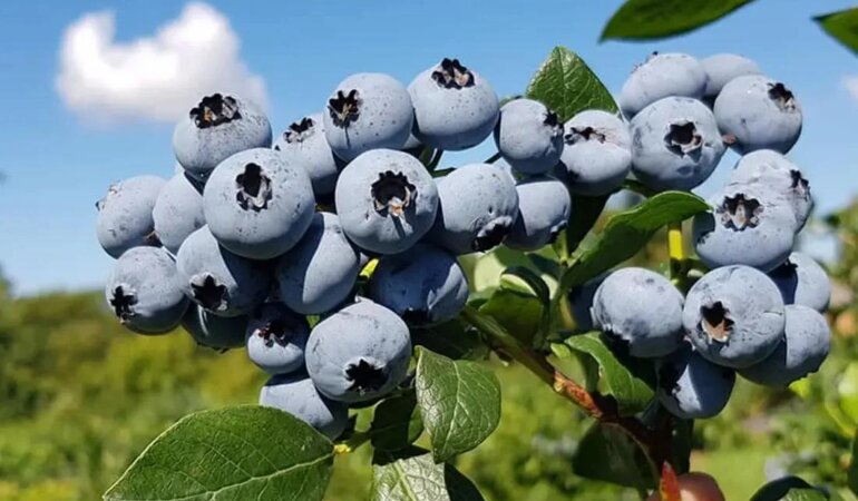 Ціни на лохину