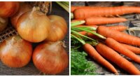 Цены на лук и морковь, цены на овощи