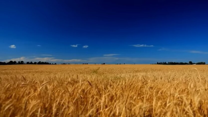 Поле пшеницы, кулеба, шантаж россии, голод, продовольственный кризис, война России против Украины