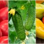 Ціни на помідори, огірки та перець