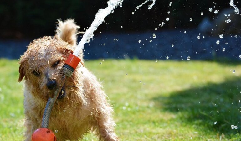 Прогноз погоды в Украине  / Фото: Andi, Pixabay