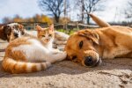 Прогноз погоды в Украине / Фото: Shutterstock/Fotodom
