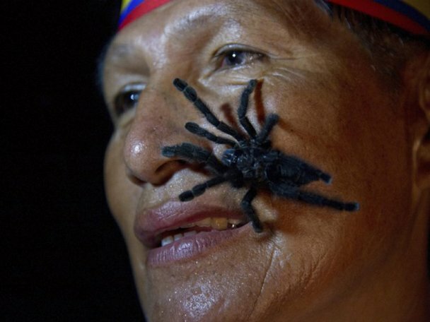 14. Габриэль Гуало из племени кечуа в Эквадоре установил мировой рекорд, посадив на свое тело 250 тарантулов, которые находились на нем 60 секунд. (bigpicture.ru)
