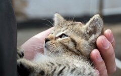 kitten