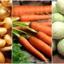 Ціни на цибулю, моркву та капусту