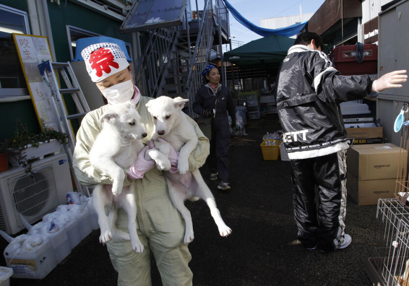 Члены Объединенного клуба собаководов Японии заботится о домашних животных, вывезенных из запретной зоны вокруг атомной станции в Фукусиме. 