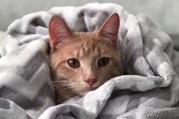 Прогноз погоди в Україні