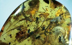 янтарь китай