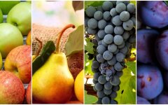 Цены на фрукты, яблоки, груши, виноград, сливы