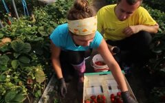 Сезонные рабочие, карантин, Польша, украинские заробитчани, коронавирус