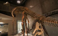 Hypacrosaurus_skeleton