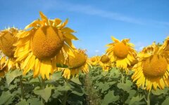 Цены на подсолнечник в Украине