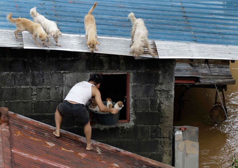 Человек выносит щенков из дома на крышу, где уже находятся другие собаки во время наводнения в городе Марикина к востоку от столичной Манилы, Филиппины. 