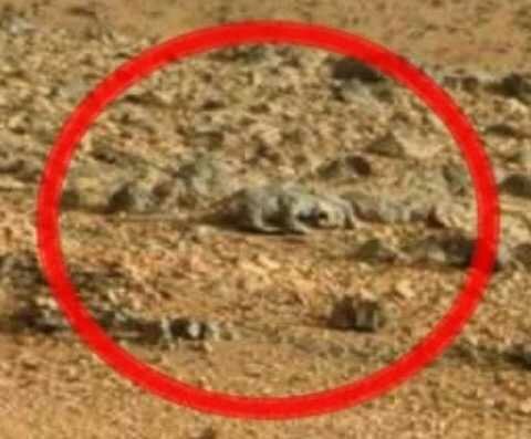 На Марсе нашли ящерицу