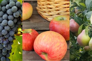 Ціни на виноград, яблука та груші