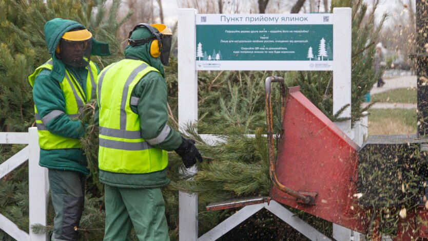 В Киеве будут работать 78 пунктов приема новогодних деревьев