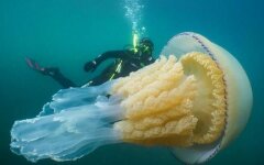медузая дайвер