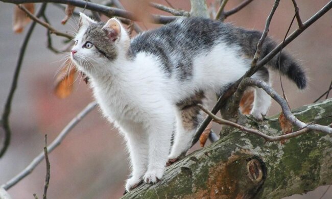 Прогноз погоди в Україні / Фото Emilia / Pixabay