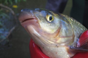 Подуст звичайний