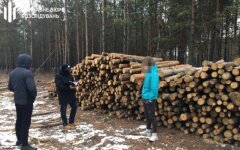 обыски лес