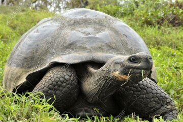 The Galapagos tortoise or Galapagos giant tortoise (Chelonoidis nigra).