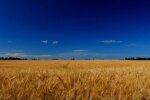 Поле пшеницы, вторжение России в Украину, война, голод