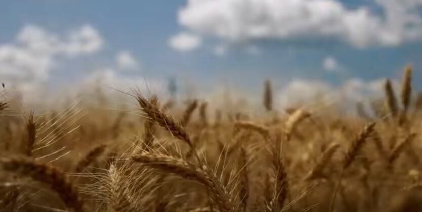 Запасы зерна в Украине, вторжение России в Украину, посевная кампания