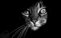 кот