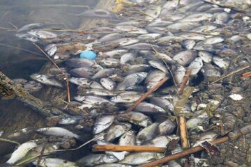 массовая гибель рыбы