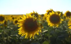 Погода в Україні, погода в Києві, прогноз погоди