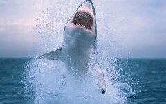 белая акула