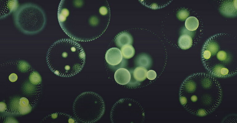 микроводоросли