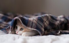 Прогноз погоды в Украине