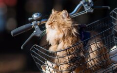 Прогноз погоды в Украине