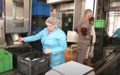Гранти на переробні підприємства