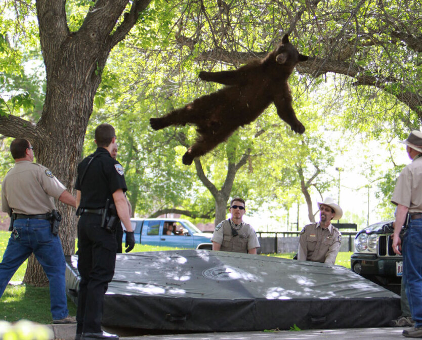 Колорадо-Болдер, США. С дерева падает медведь, уснувший под действием транквилизаторов. 
