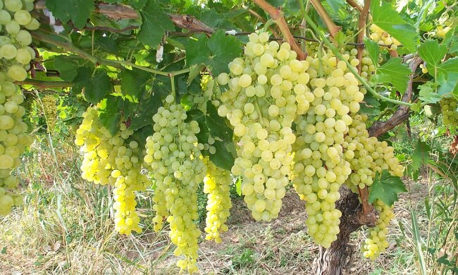Ціни на виноград в Україні