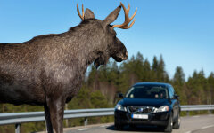 лось на дороге