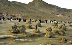 Seymour-Island_Antarctica