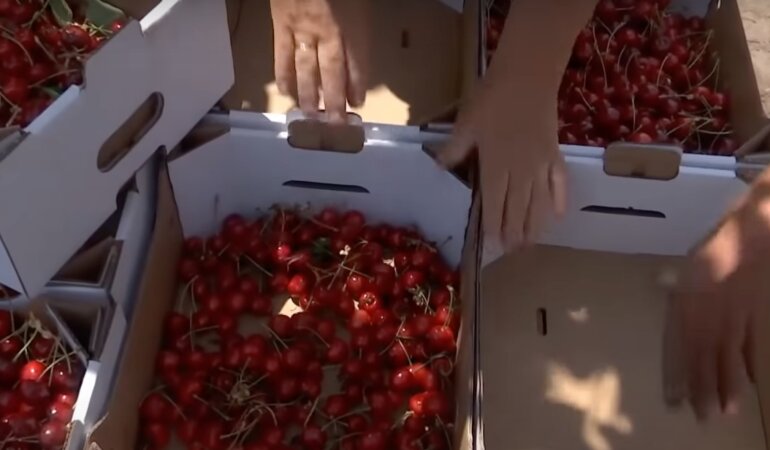 Черешня в Украине, цены на черешню